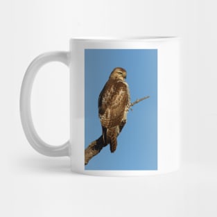 Red-tailed Hawk - juvenile Mug